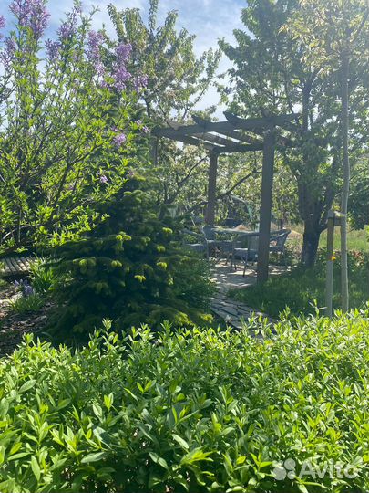 Растения для сада