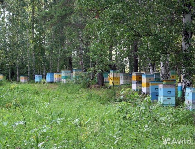 Мед 24 года Алтайский опт