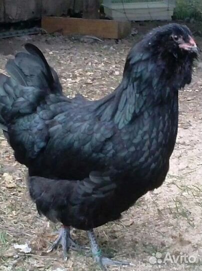 Цыплята Ухейилюй, Лакендази, Амераукана