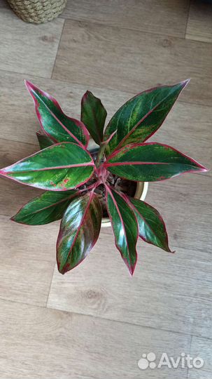 Монстера Манки Маск, Минима. Пальма Арека