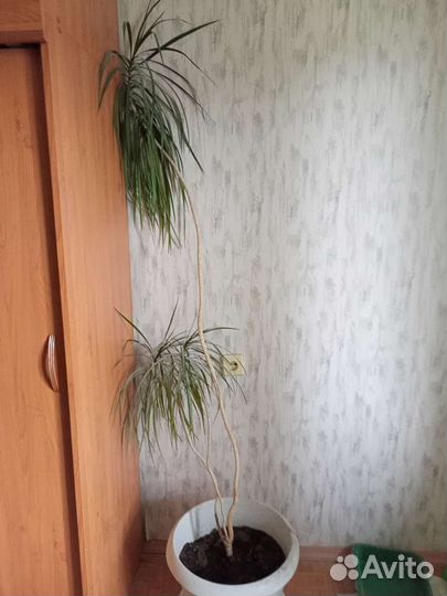 Драцена маргината пальма 2 м высотой