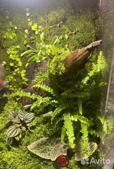 Флорариум,террариум