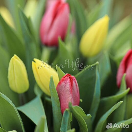 Букет 51 Красный Тюльпан