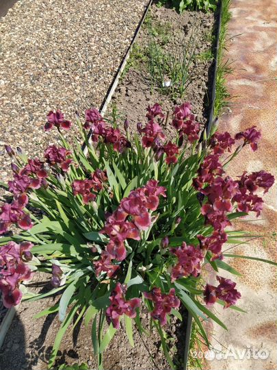 Ирисы карликовые