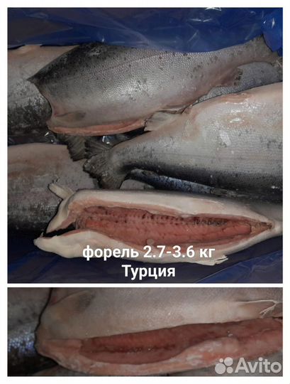 Рыба Форель свежемороженная