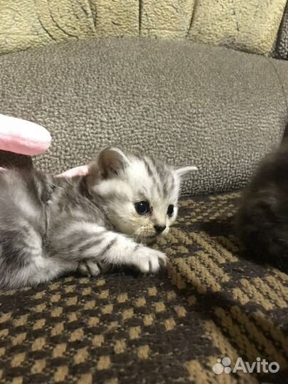 Шотландские котята