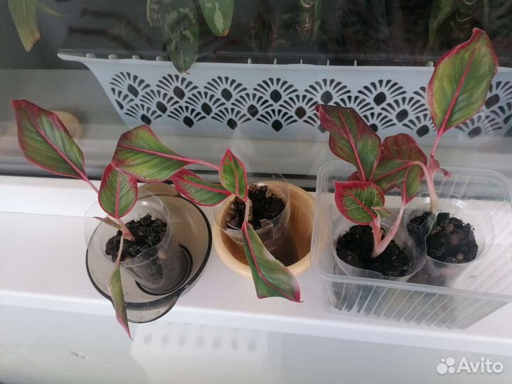 Аглонема Крид