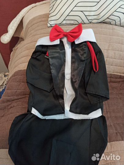 Костюм для маленьких собачек