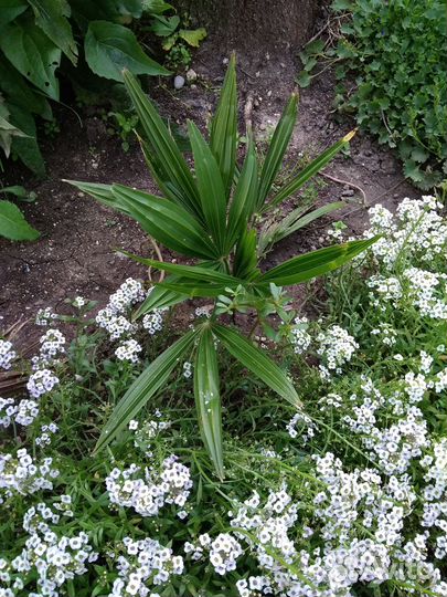 Пальма.Дубок шаровидный.Колокольчик почвопокровный