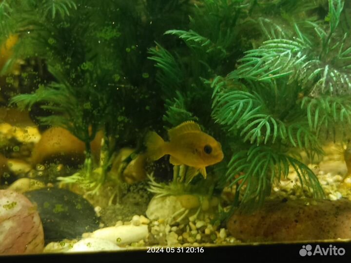 Рыбки цихлиды