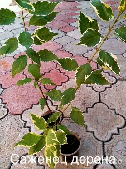 Многолетние цветы