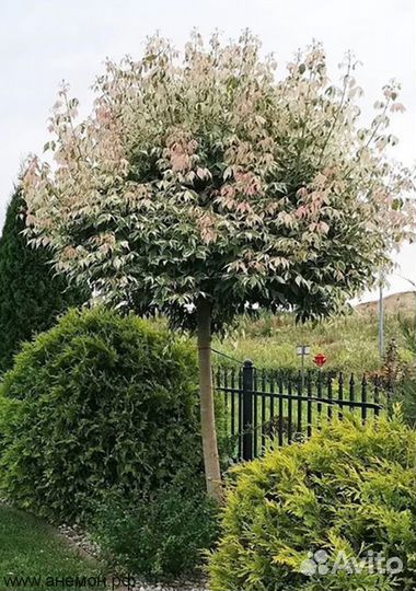 Клен бело розовый на штамбе