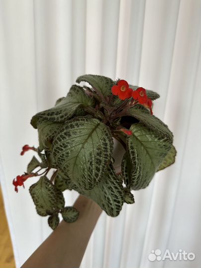 Эписция, Пеларгония