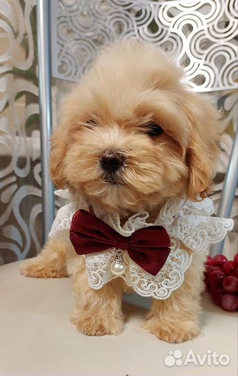 Настоящие мальтипу с документами