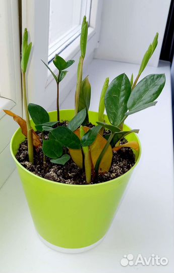 Замиокулькас