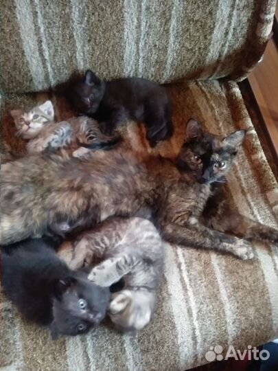 Котята в добрые руки