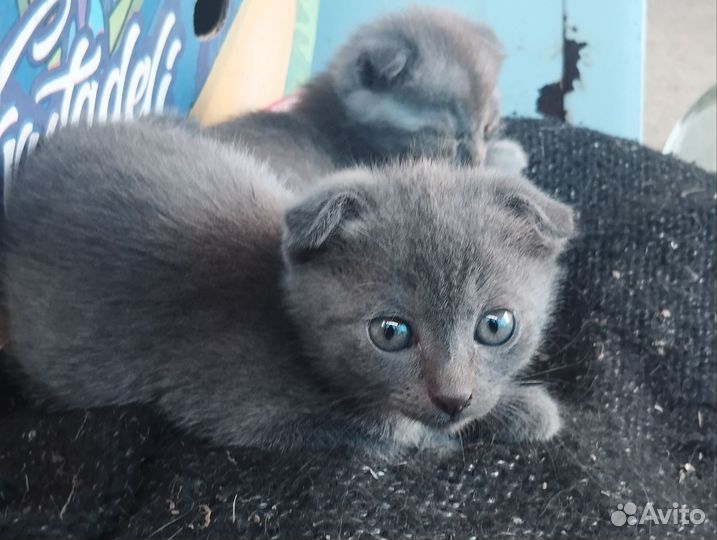 Отдам щенков и котят добрые руки