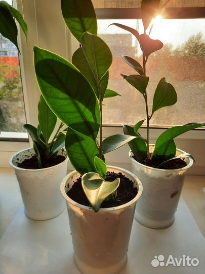 Фикус микрокарпа мокламе