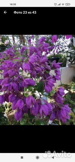 Бугенвилия сортовая
