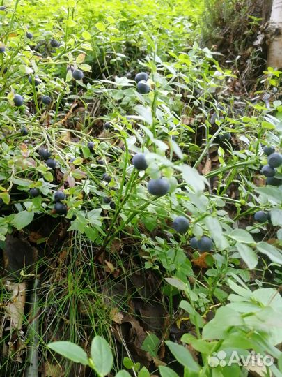 Голубика, черника, грибы, морошка