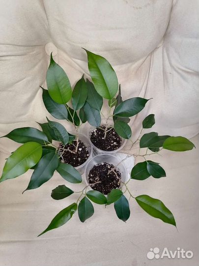 Фикус Бенджамина