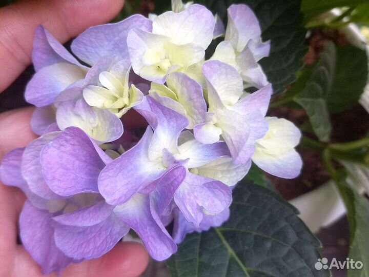 Гортензия крупнолистная Эрли блю и Марина блю