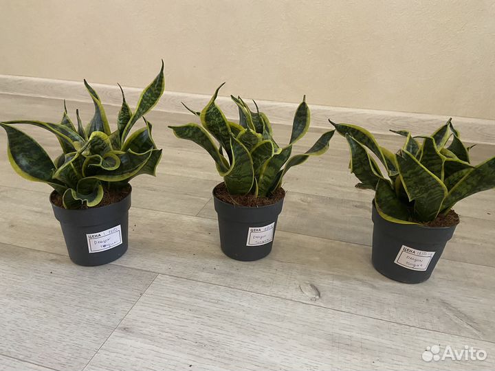 Сансевиерия Dragon Tongue