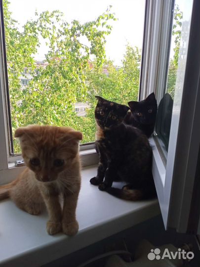 Отдам в добрые руки,два мальчика и рябая девочка