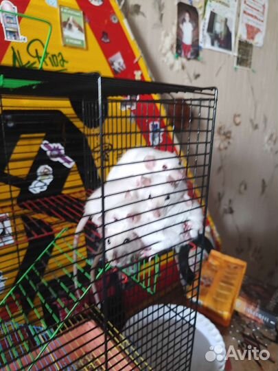 Отдам 4 крыски с клеткой