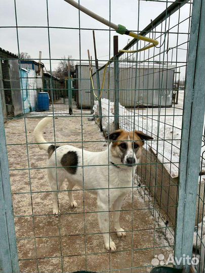 Собака в добрые руки из приюта бесплатно