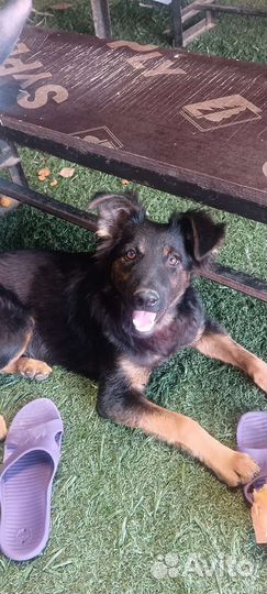 Метис с немецкой овчаркой