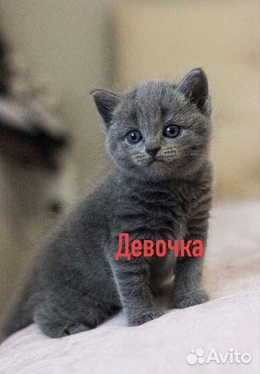 Котята в добрые руки бесплатно