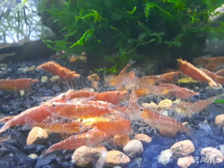 Аквариумные креветки