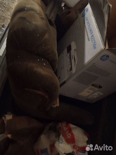 Диван без клопов, наверное