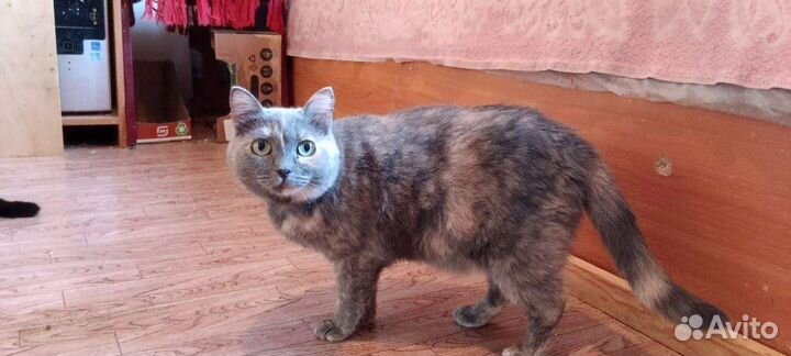 Кошечки и коты