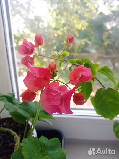 Бугенвиллия