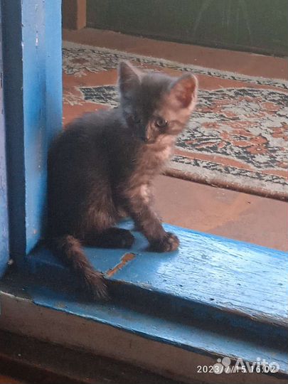 Отдам котёнка в добрые руки