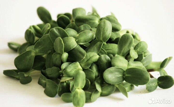 Микрозелень