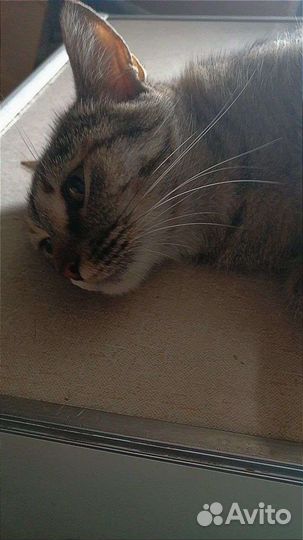 Кошка бесплатно