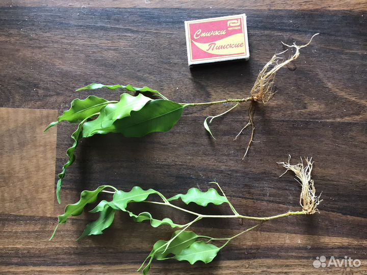 Фикус бенджамина Голден Моник комнатные растения