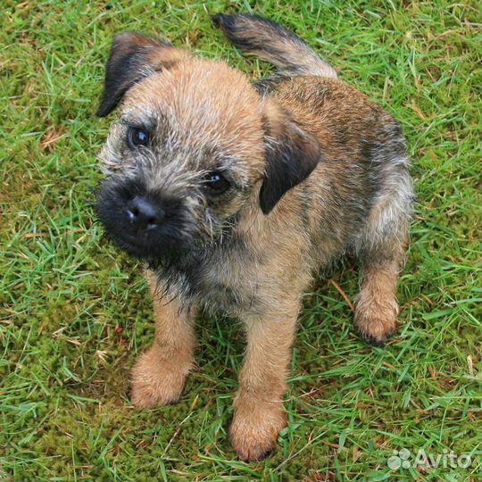 Терьеры борд- красивые энергичные щенки