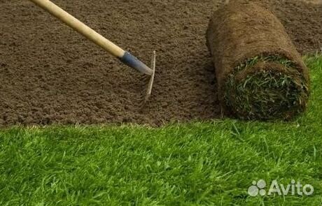 Рулонный газон