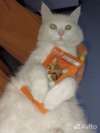 Кошка в дар