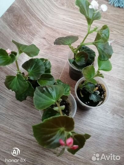 Бегония вечноцветущая махровая