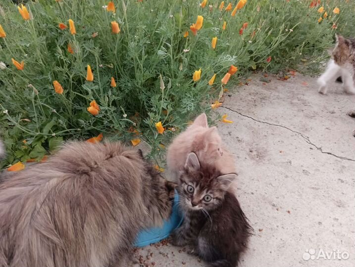 Сибирские котята