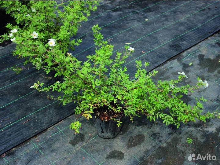 Лапчатка белая 