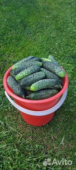 Огурцы домашние