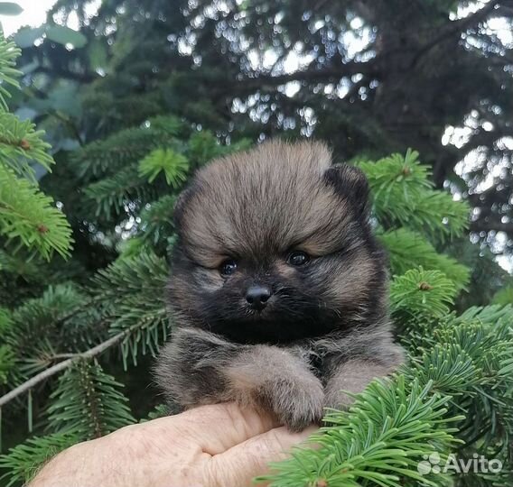 Померанский шпиц mini