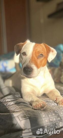 Вязка кобель Джек рассел