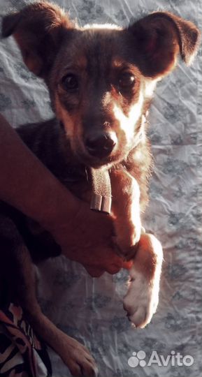 Щенки спасеныши